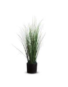 Pianta ornamentale ERBA H55cm K700130