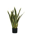 Pianta ornamentale Sansevieria 21 foglie P2150075