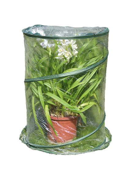 Serra Pop-up Anthurium 70x100cm verde/trasparente Verdemax 2634 Verdemax COPERTURE DA ESTERNI